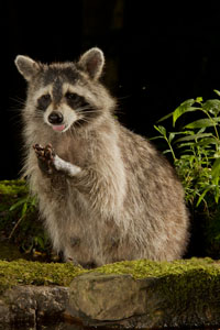 raccoon